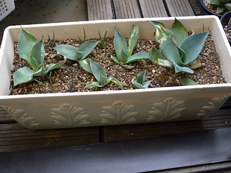 Agave pygmae