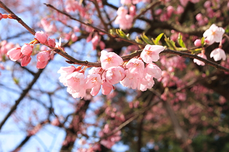 薬師桜