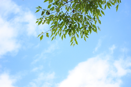 今日の青空