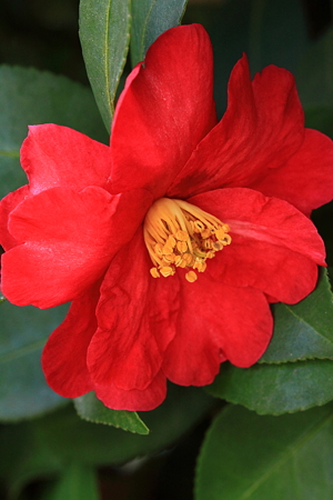 山茶花