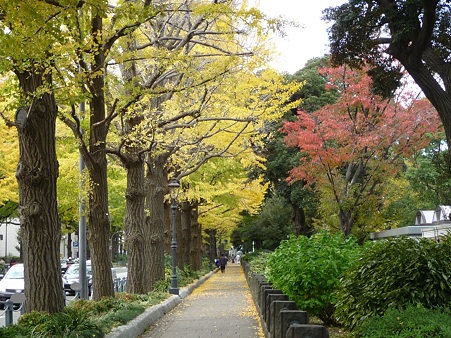 101119-紅葉 山下公園通り (31)