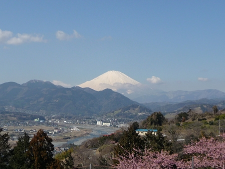 110305-松田山 河津桜 (119)