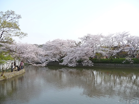 110411-鶴岡八幡宮 源平池 (2)