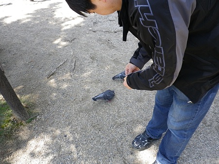 20100508鹿せんべいの使い方を間違える男