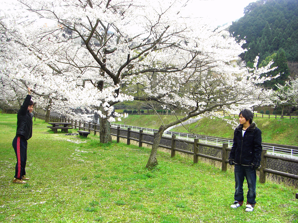桜吹雪の演出未遂