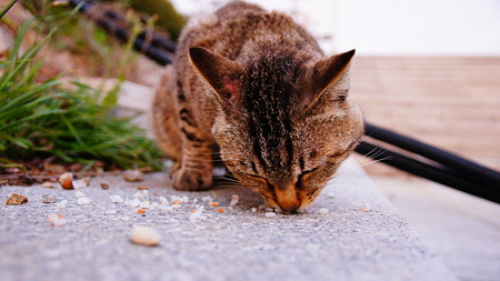 ドライブで出会った猫たち (2)