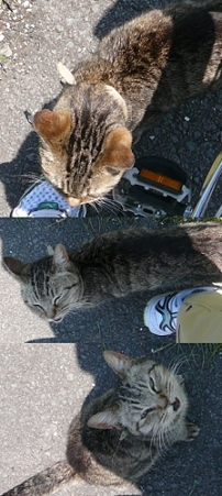 にゃおん
