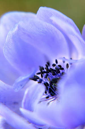 Seeds in Light Blue