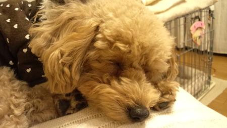 お眠のちゃこ