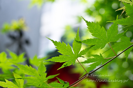 緑 NEX-5 FD50 F1.4
