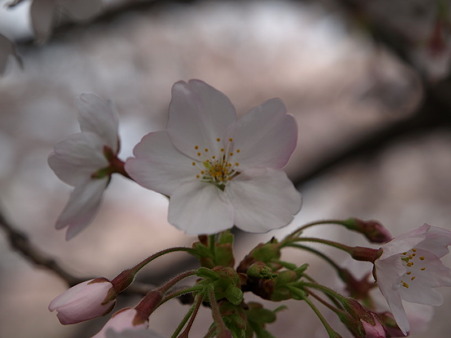 恩田川28