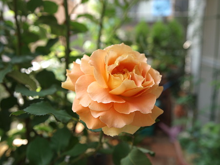 2010年5月25日　ブラスバンド