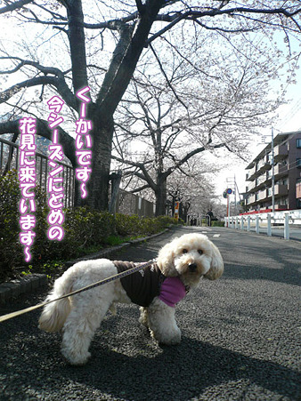 くーかいとお花見散歩 2010
