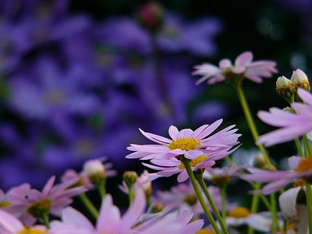 お花