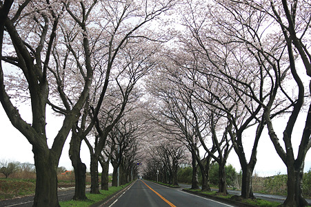 2010.04.02　瀬谷　海軍道路