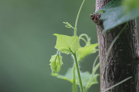 2010.08.14　和泉川　荒地瓜