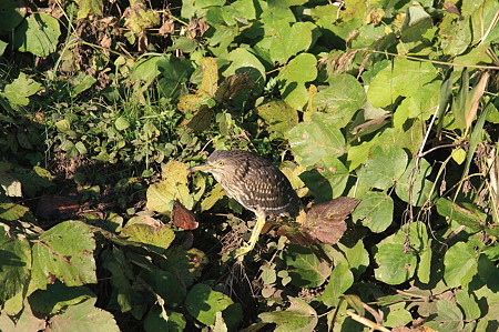 2010.11.06 和泉川 ゴイサギ