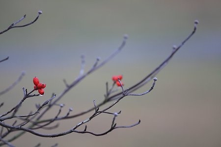 2010.11.26 和泉川 ハナミズキ