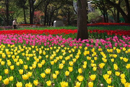 2011.04.15　横浜公園　チューリップまつり-12