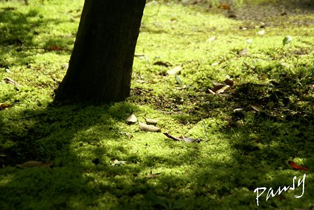 苔も新緑・・