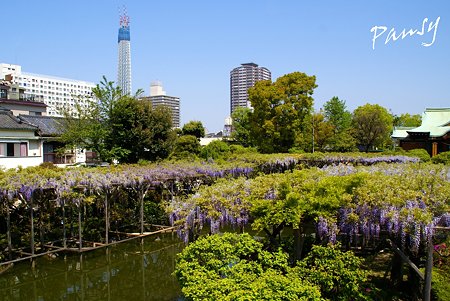 東京スカイツリーと・・藤の咲く風景