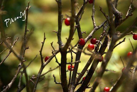 紅い実・・吉亭庭園にて・・