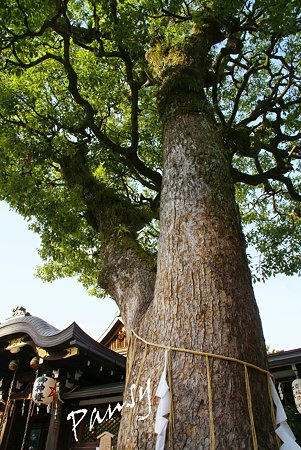 樹齢300年・・ご神木の楠 清明神社・・9