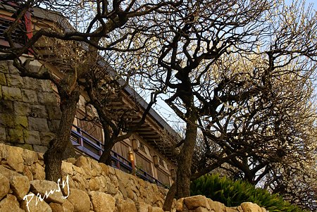 梅咲く・・湯島天神・・2