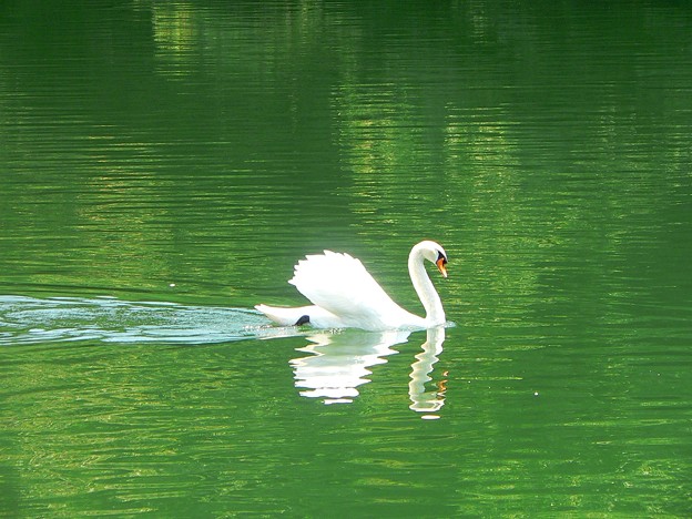 白鳥の湖・・・。