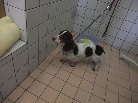 dog'ssmileの保護犬
