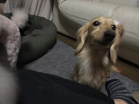 このこはうちの保護犬の莉乃ちゃんです