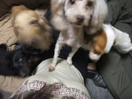 うちの保護犬のプードルは小春ちゃん(痛々しい~)
