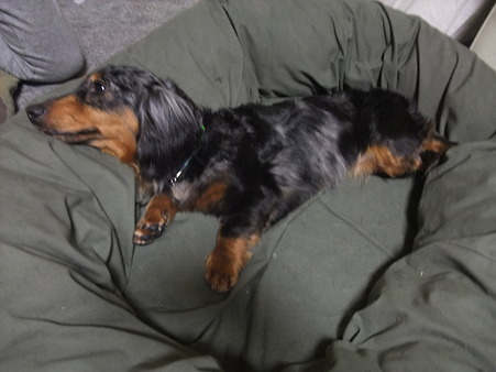 この子もうちの保護犬の美遊です