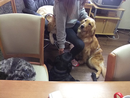 犬にモテモテの預かりママ