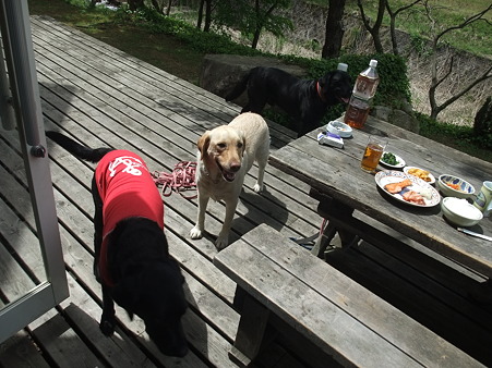 犬達に囲まれ