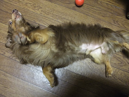 さらにコロりん