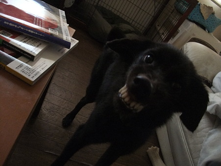 ムッキー!!