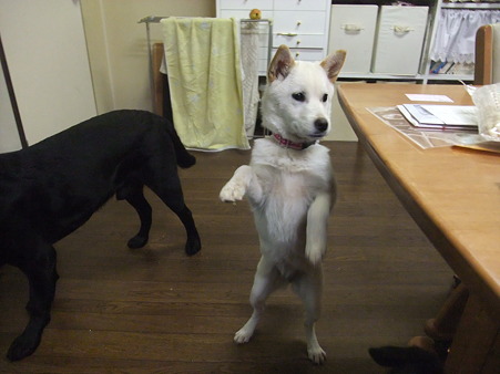 こんな姿になっちゃいます^^