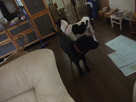 みんなも付いてきた