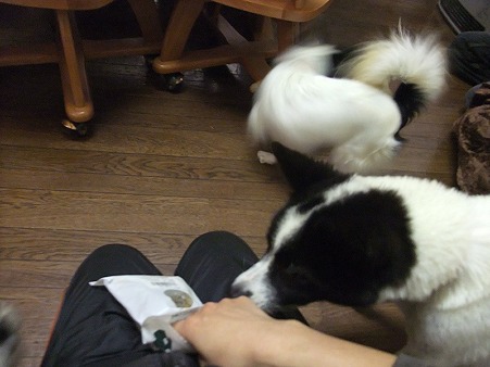 オヤツで手なずけた私^^