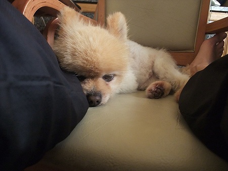 眠ってくれた