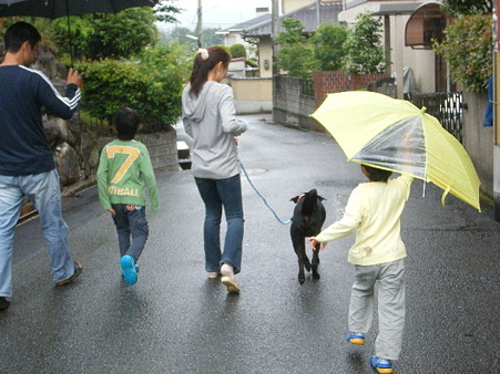 雨の中の散歩