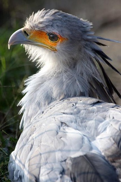 Y At イケメン鳥とし 写真共有サイト フォト蔵