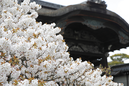 仁和寺 - 01