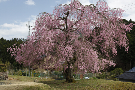 常照皇寺 - 20