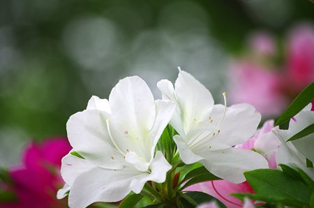 IMGP0036