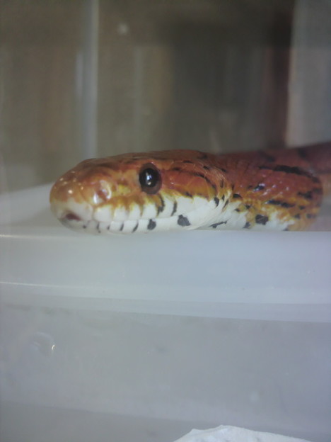 蛇画像 閲覧注意 今日のへびぽん 写真共有サイト フォト蔵