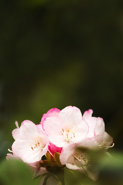 花束