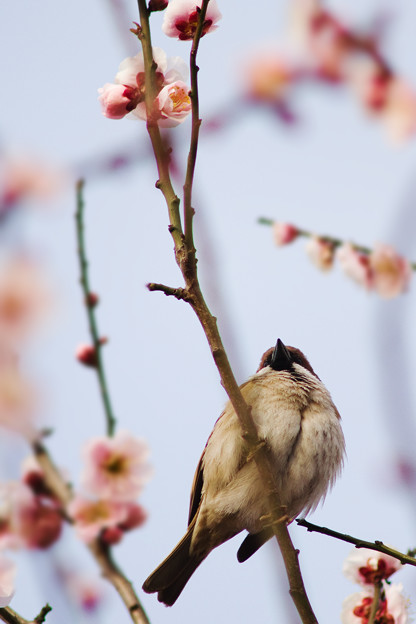 縄張り