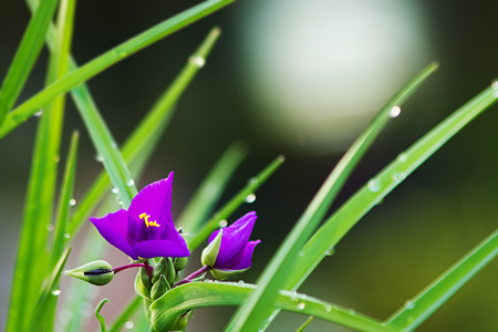 紫の花